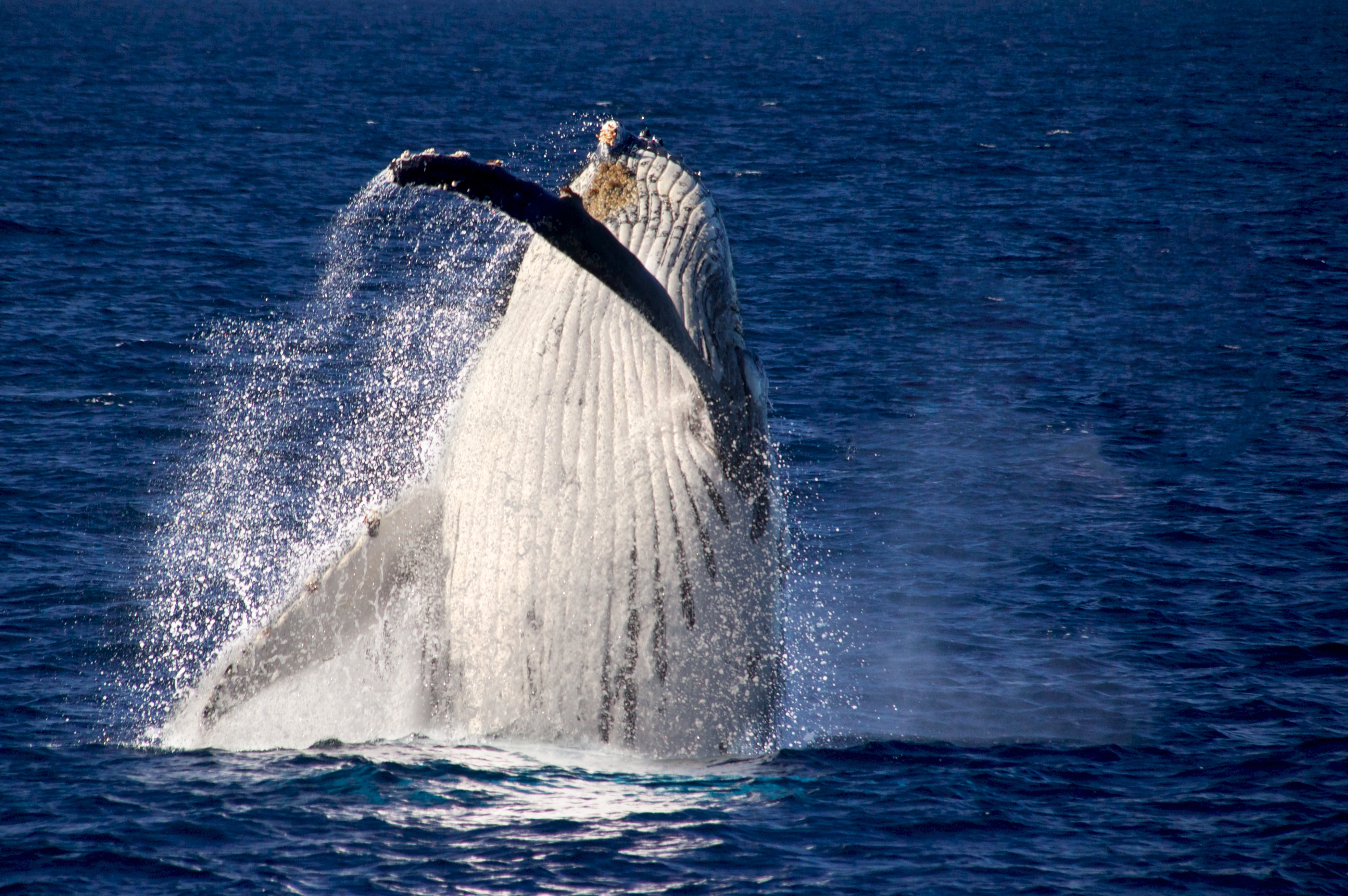 Humpback Whale - Sydney Harbour